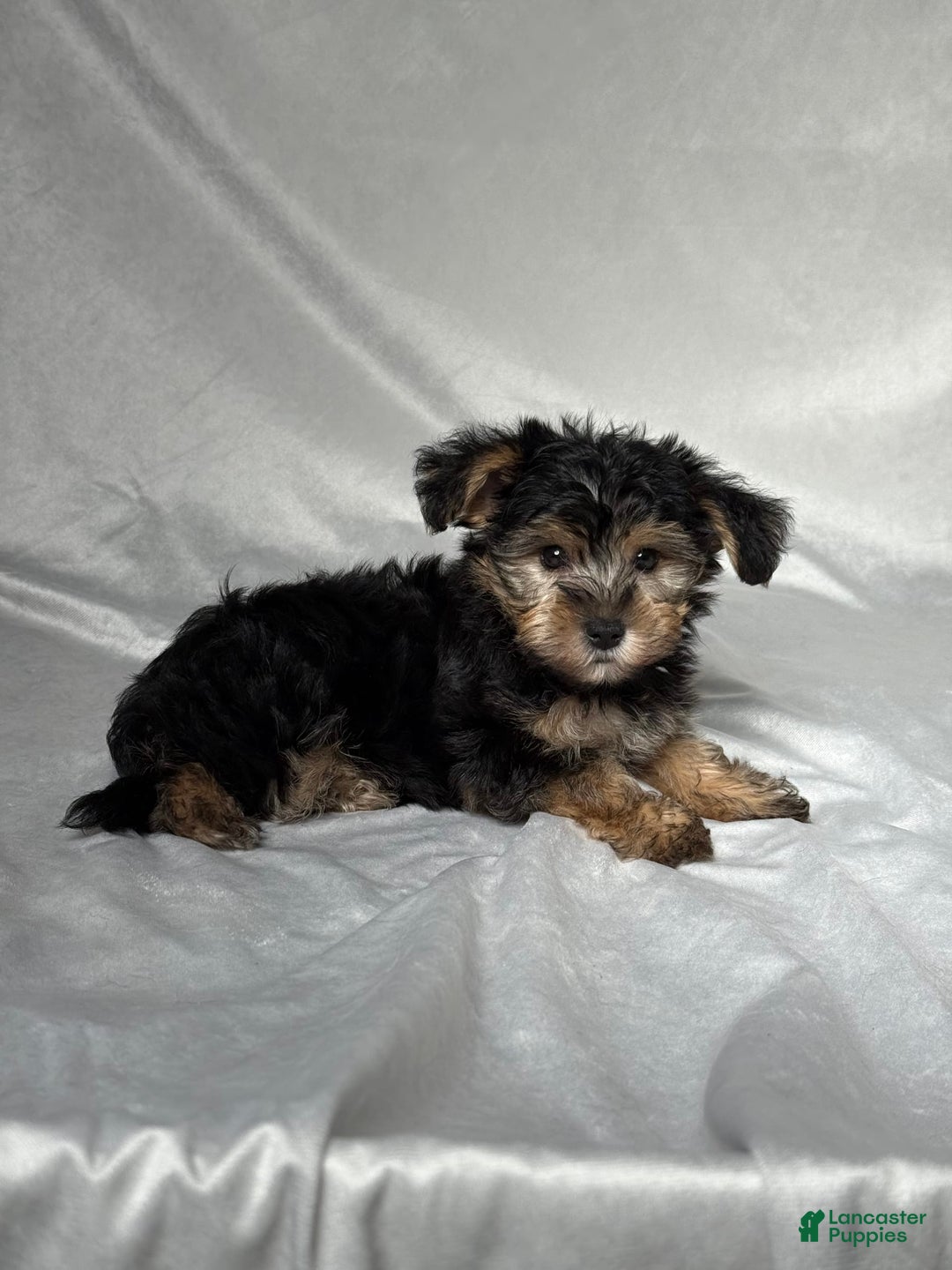 Bichpoo dogs for sale: Oliver - Image 3
