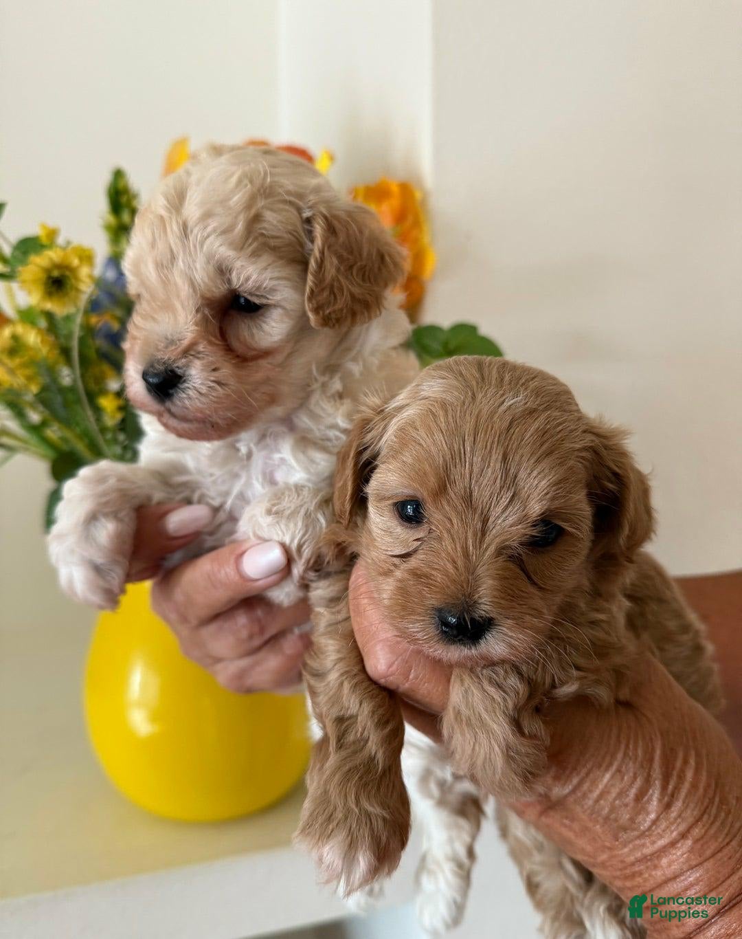 Maltipoo dogs for sale: Sara - Image 3
