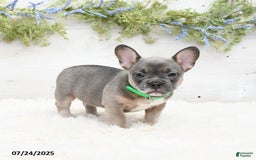 French Bulldog dogs for sale: Tessa - Image 5