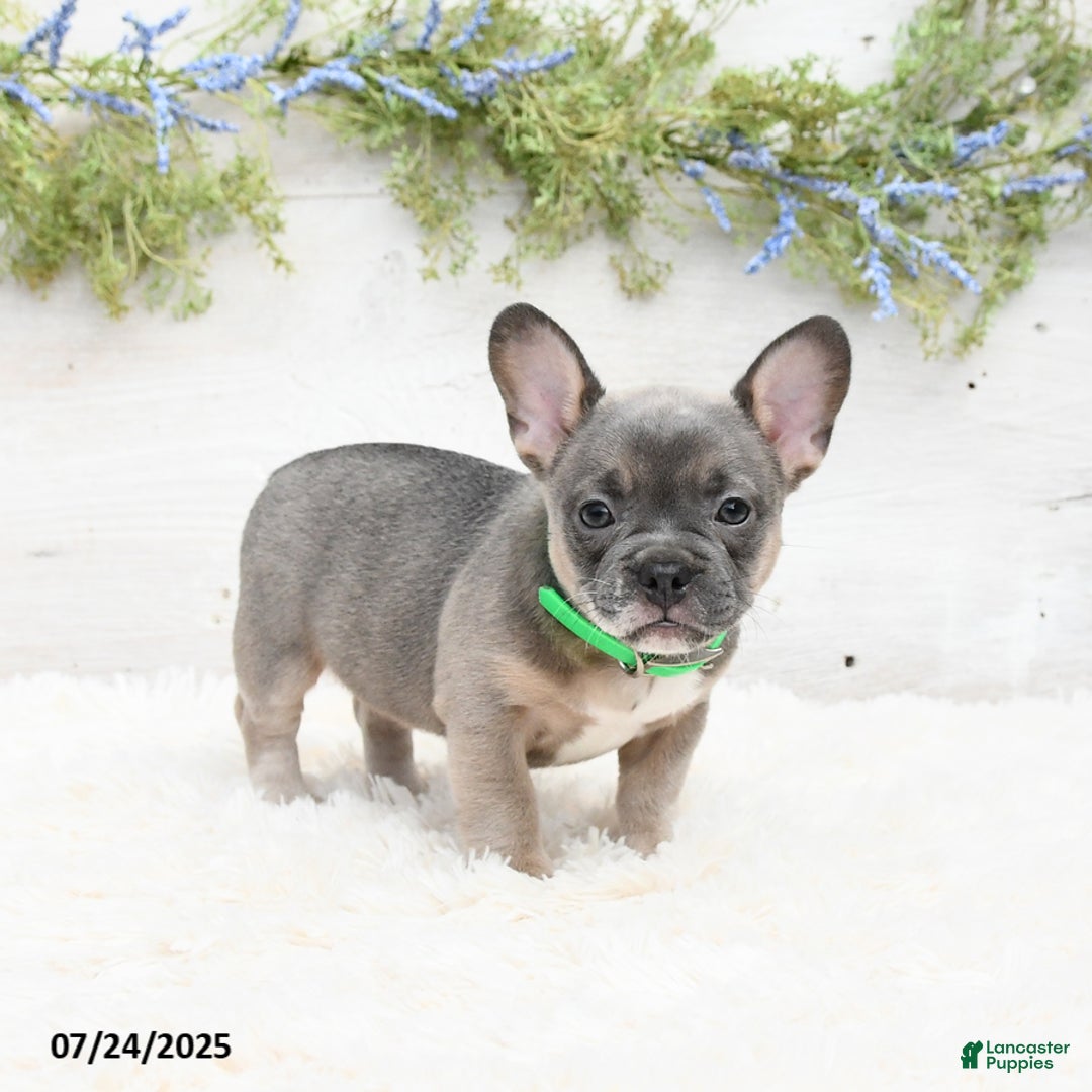 French Bulldog dogs for sale: Tessa - Image 5