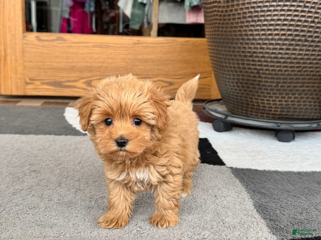 Maltipoo dogs for sale: Macon - Image 12