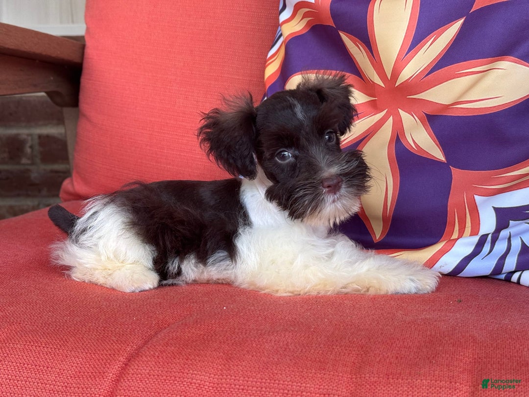 Miniature Schnauzer dogs for sale: Fancy Female 2 Akc Liver Parti - Image 11