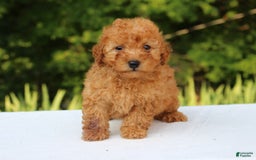 Miniature Poodle dogs for sale: Alivia - Image 2