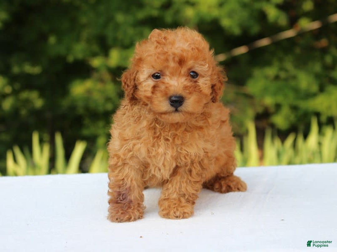 Miniature Poodle dogs for sale: Alivia - Image 2
