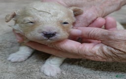 Toy Poodle dogs for sale: Chiki - Image 13