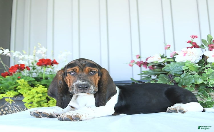 Basset Hound dogs - Advert 37