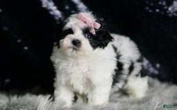Maltipoo dogs for sale: Bonnie - Image 4