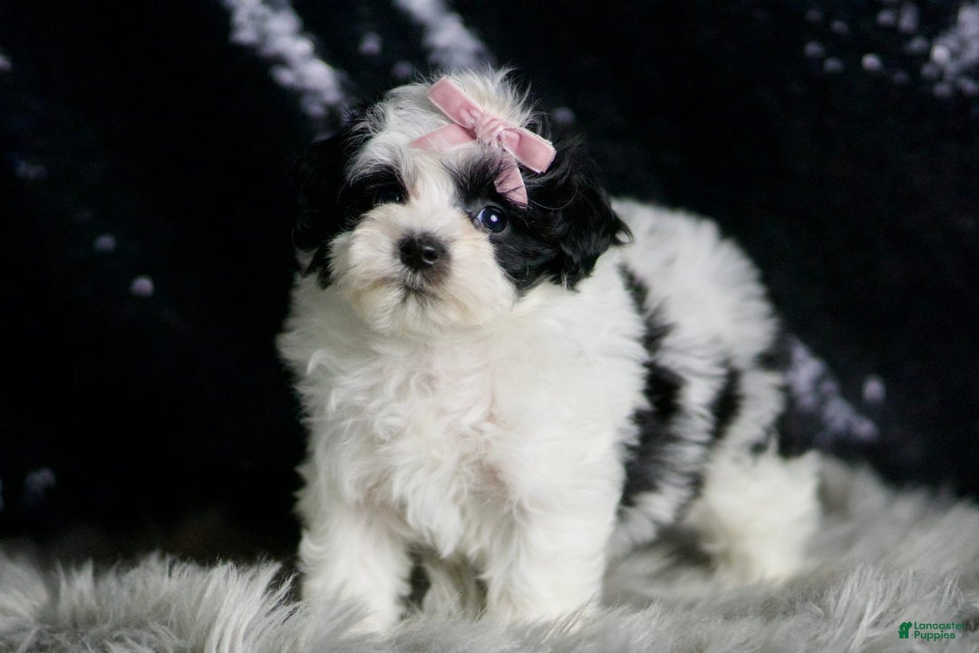 Maltipoo dogs for sale: Bonnie - Image 4