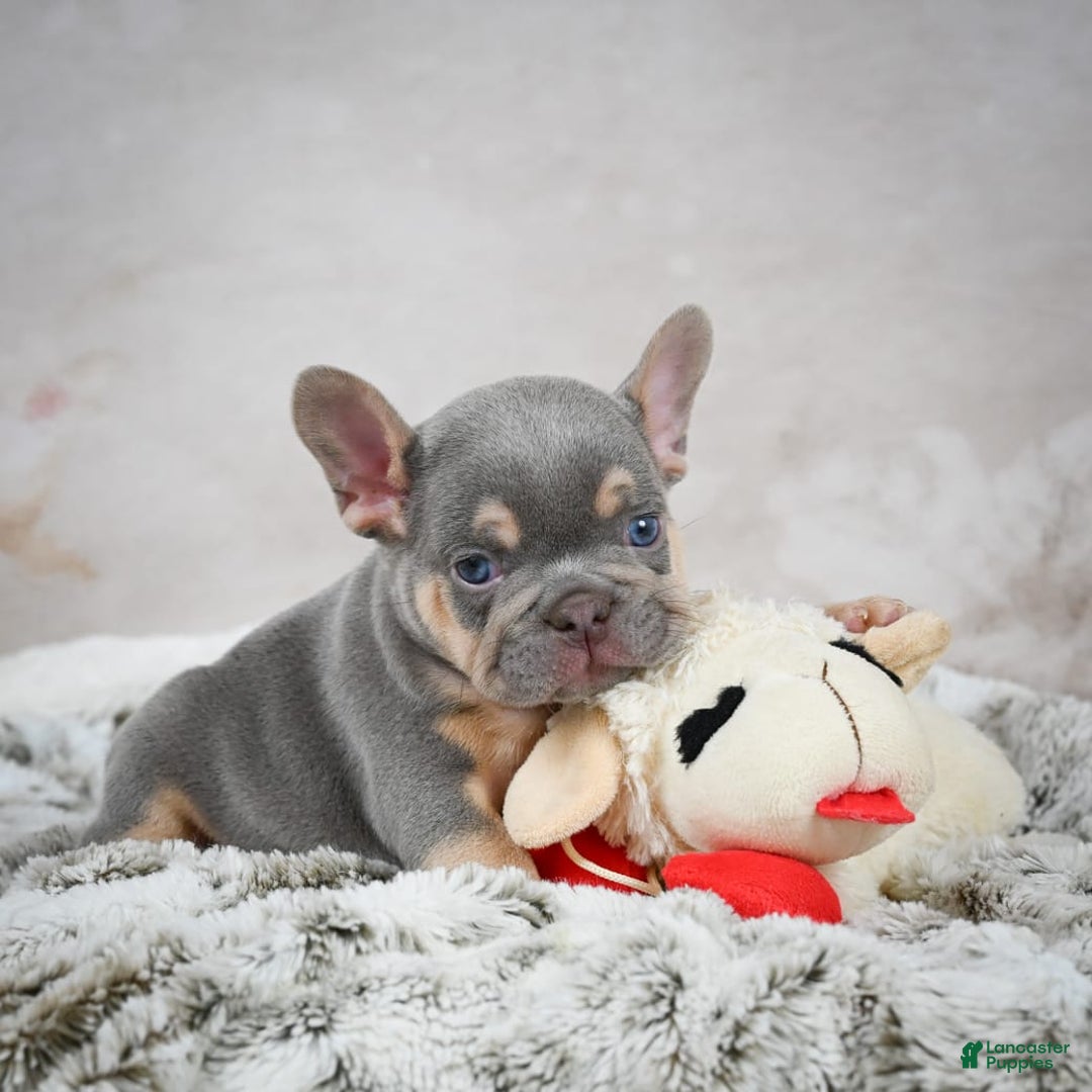 French Bulldog dogs for sale: French Bulldog 6 puppies - Image 41