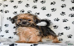 Shorkie dogs for sale: Huck - Image 2
