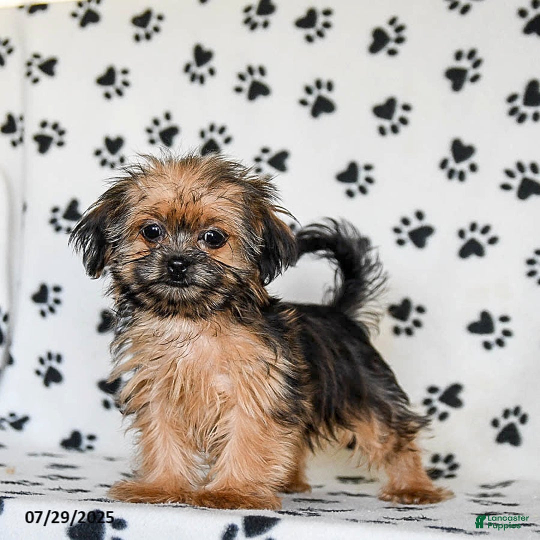Shorkie dogs for sale: Huck - Image 2