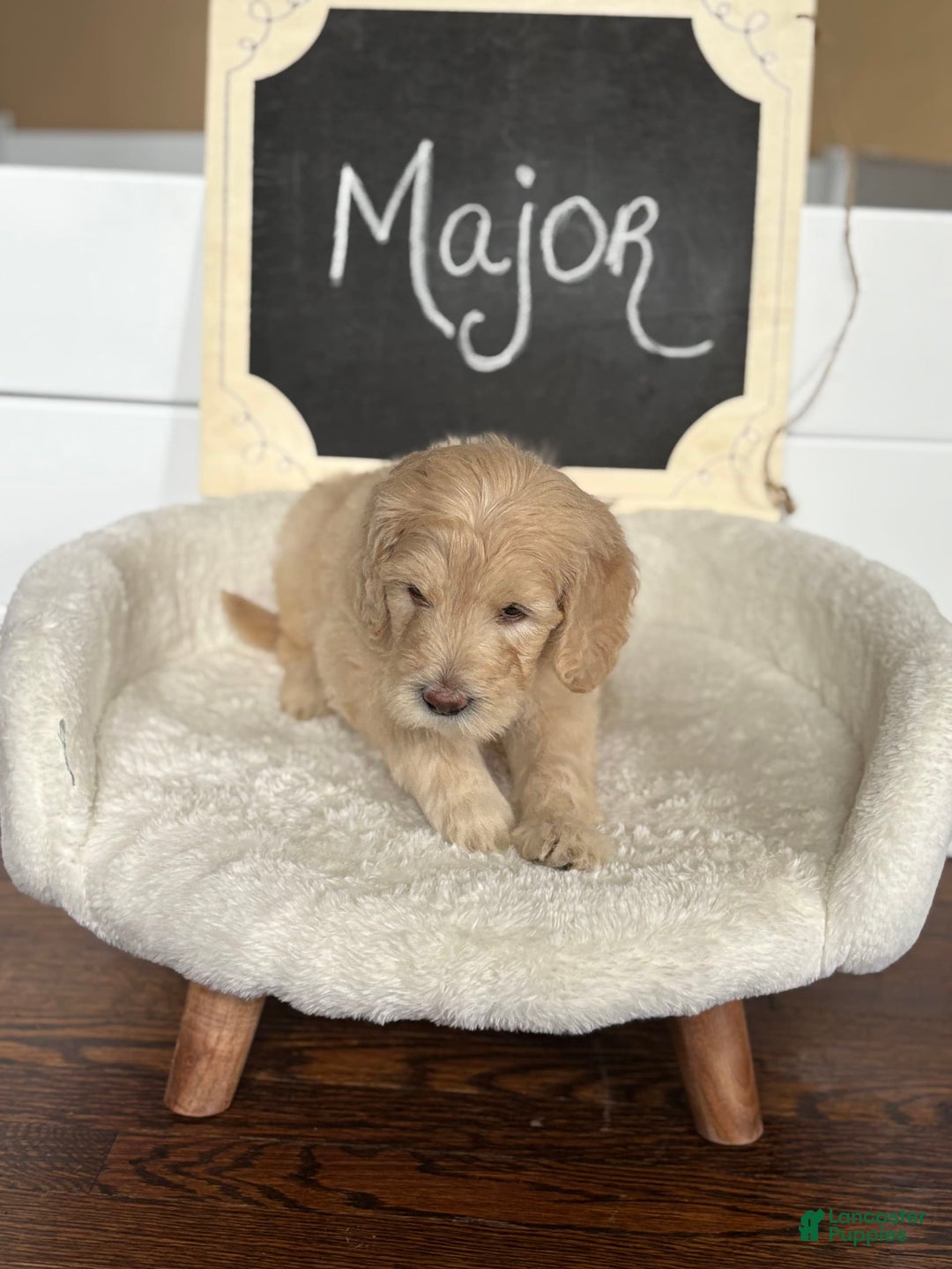 Goldendoodle dogs for sale: Major - Image 6
