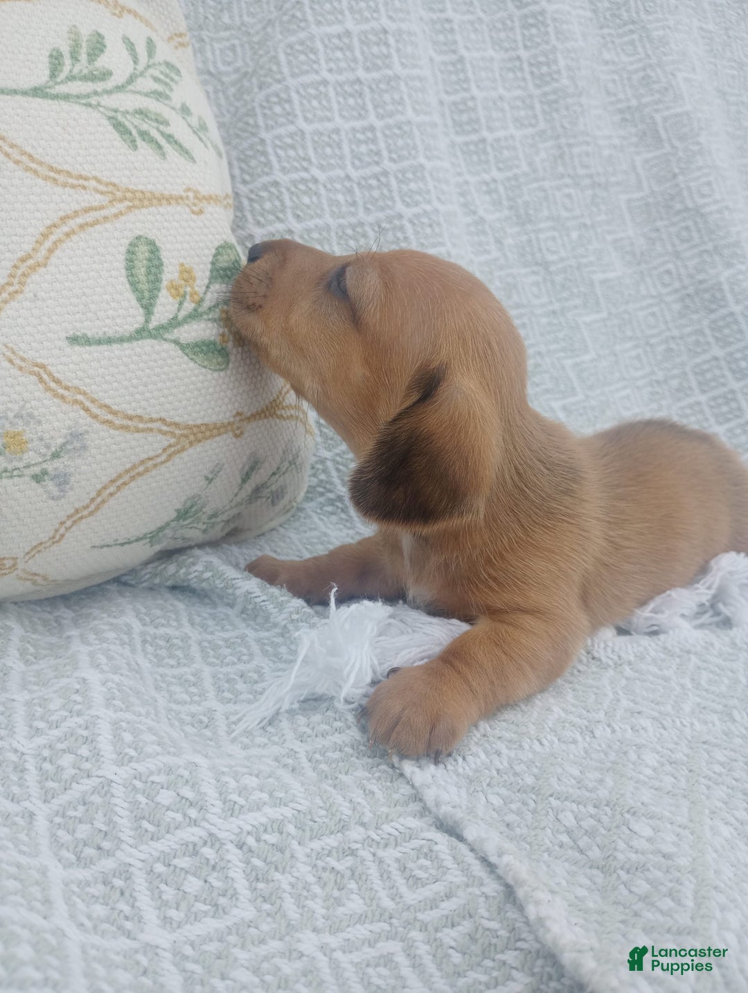 Miniature Dachshund dogs for sale: Barley - Image 2