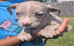 American Bully dogs for sale: Green Girl - Image 8