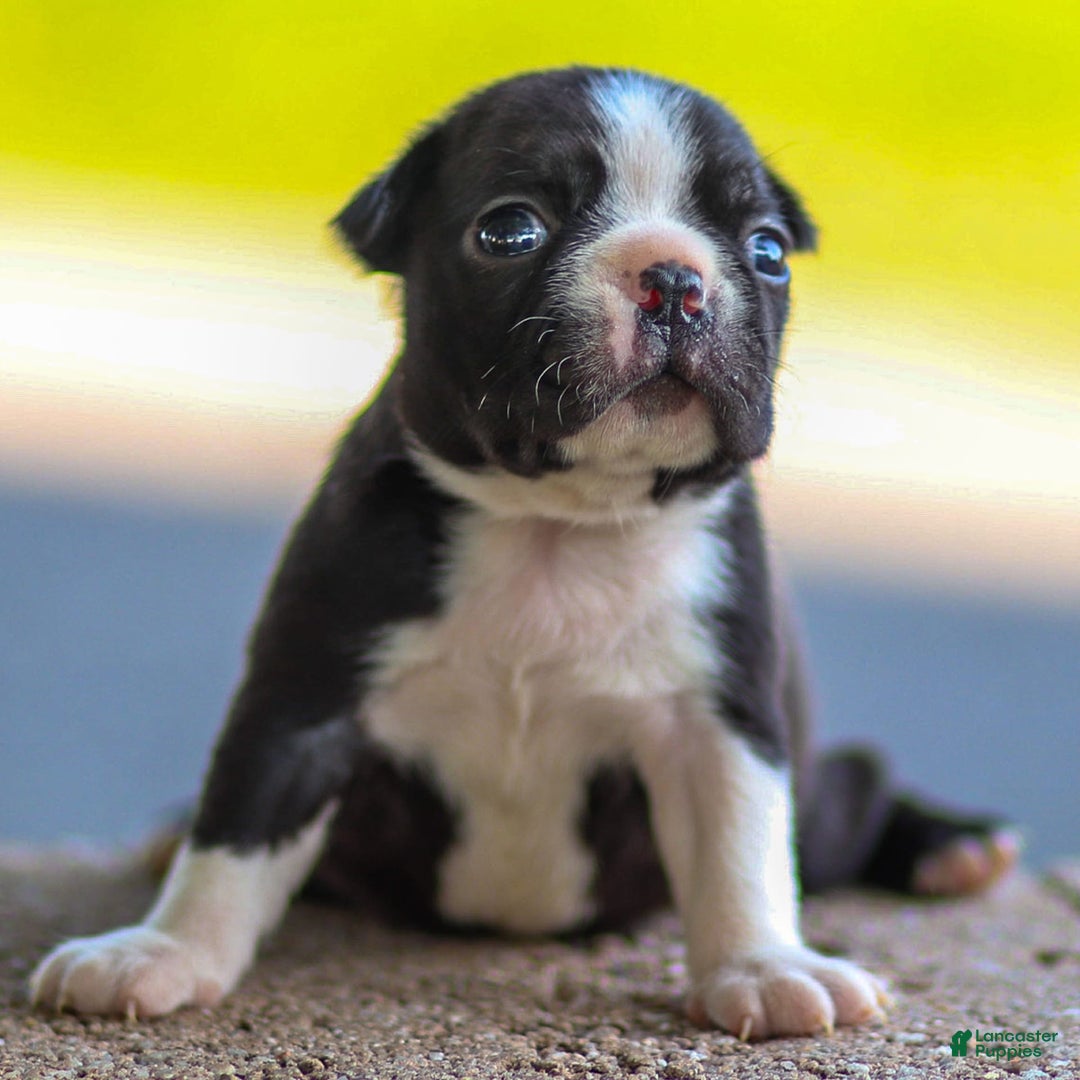 Boston Terrier dogs for sale: Patty - Image 9