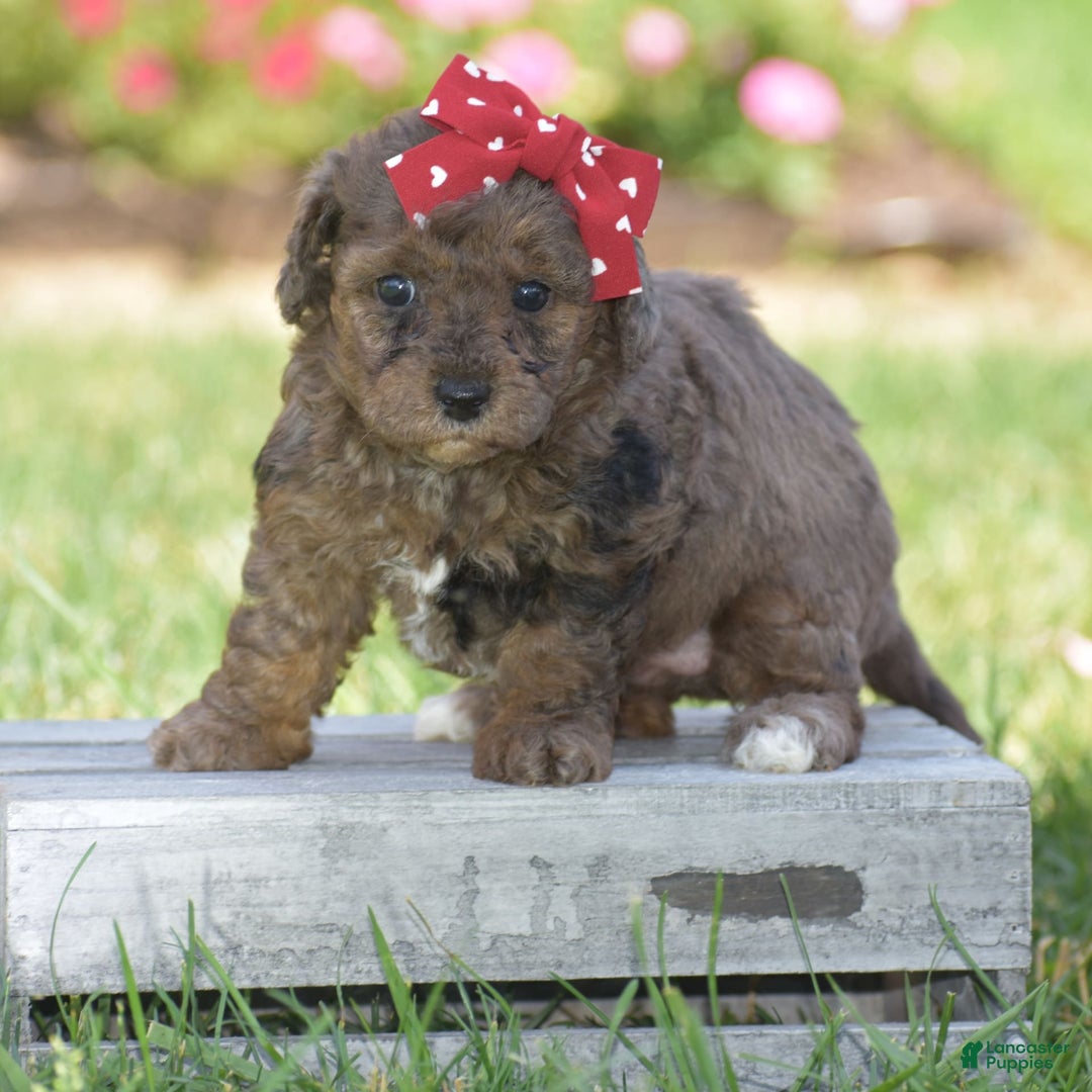Yorkiepoo dogs for sale: Petunia - Image 10