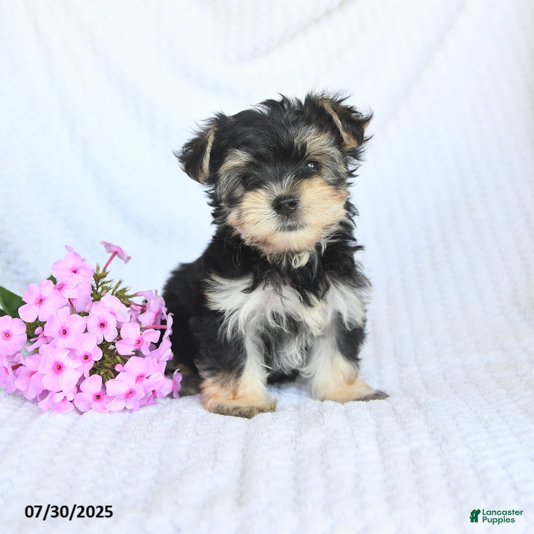 Morkie dogs for sale: Maisy - Image 1