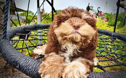Havapoo dogs for sale: Roxy - Image 19