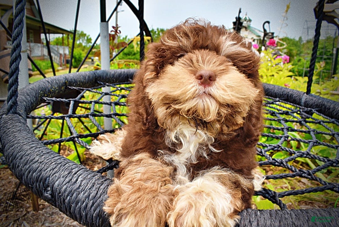 Havapoo dogs for sale: Roxy - Image 19