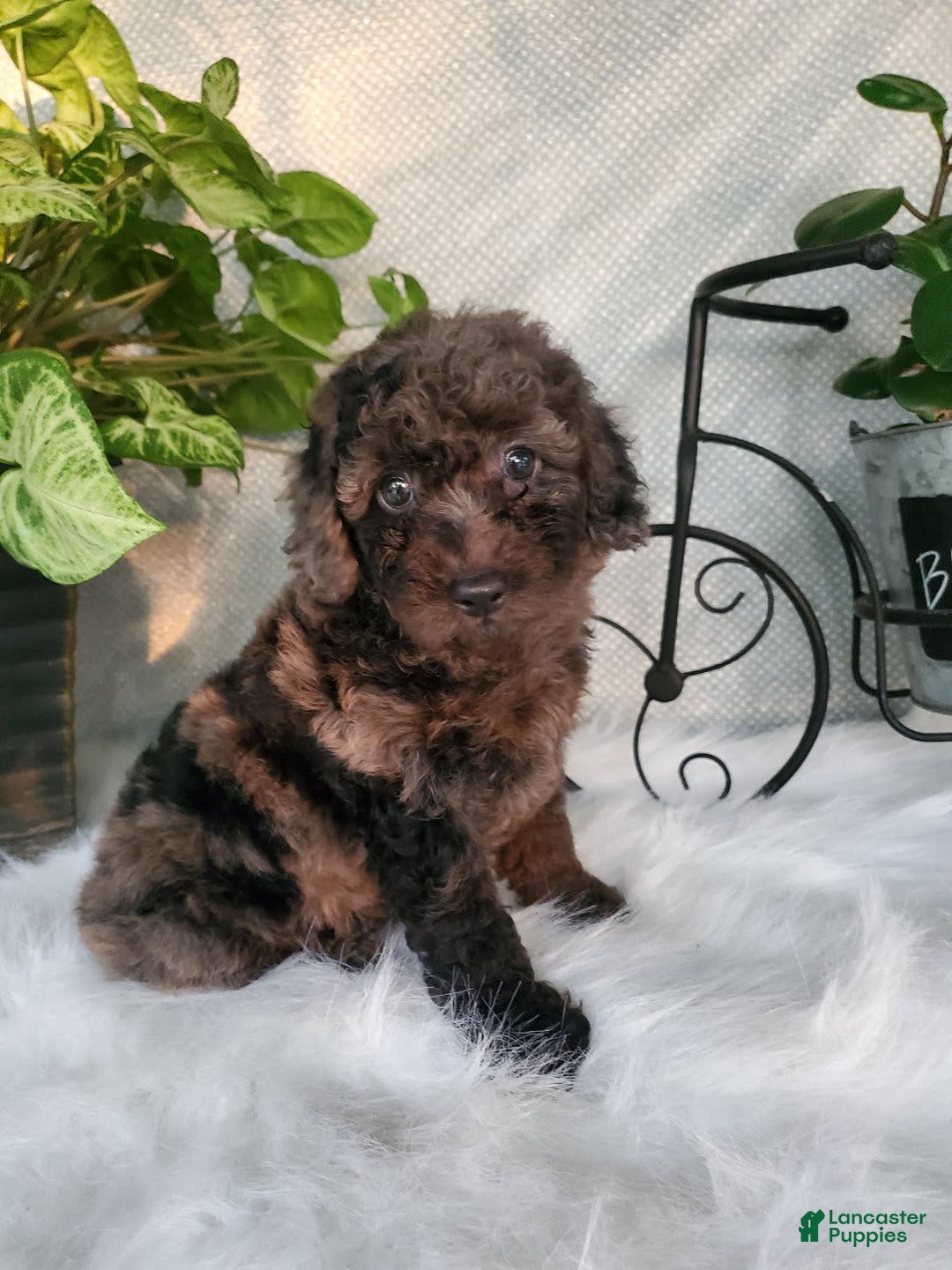 Miniature Poodle dogs for sale: Pippi - Image 3