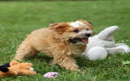 Yochon dogs for sale: Torin - Image 12