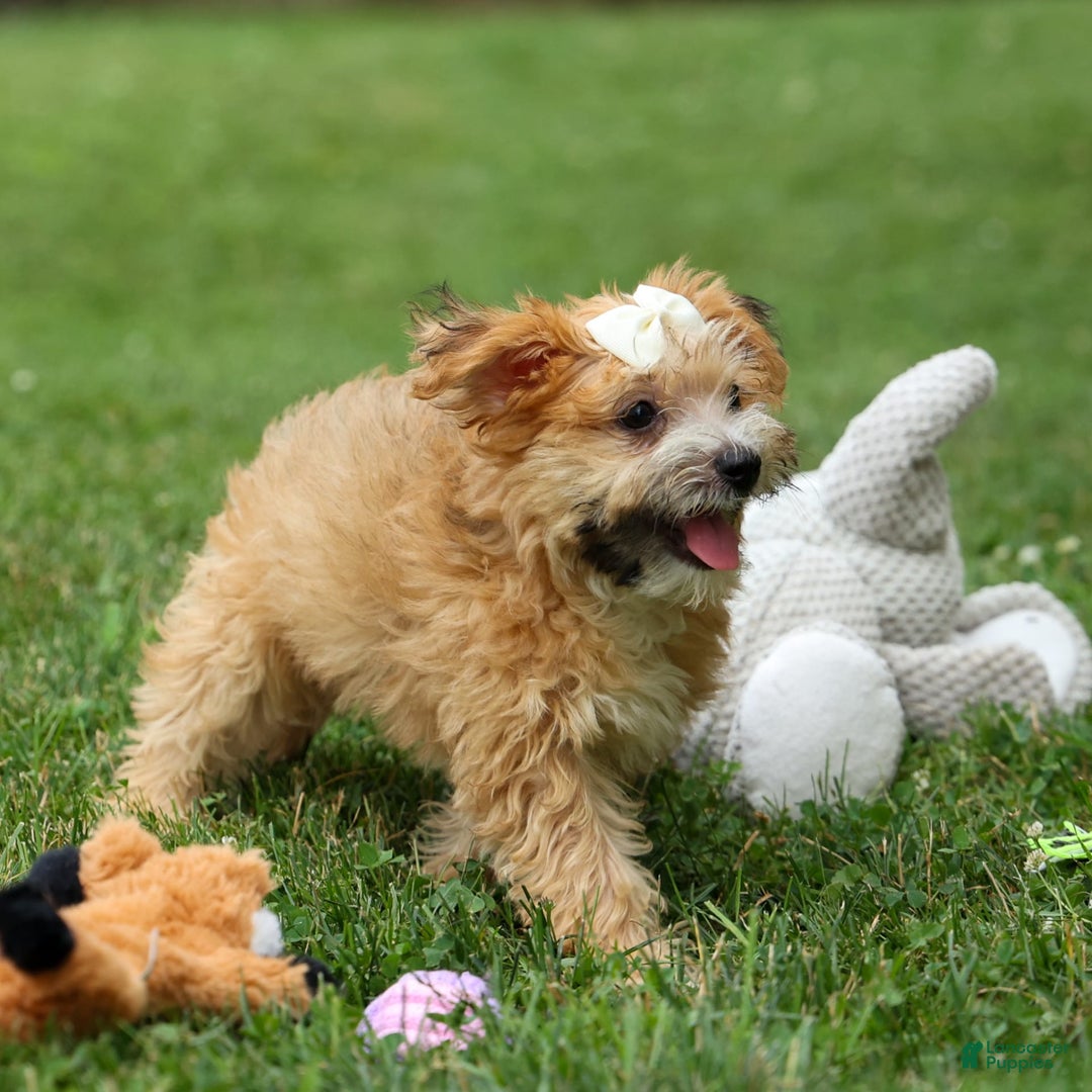 Yochon dogs for sale: Torin - Image 12