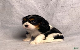 Cavalier King Charles Spaniel dogs for sale: Missy - Image 1
