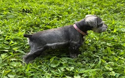 Miniature Schnauzer dogs for sale: Miniature Schnauzer 6 puppies - Image 11