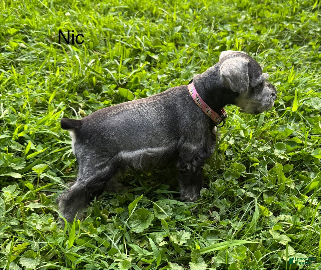 Miniature Schnauzer dogs for sale: Miniature Schnauzer 6 puppies - Image 11