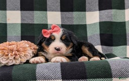 Bernese Mountain Dog dogs for sale: Emilee - Image 8