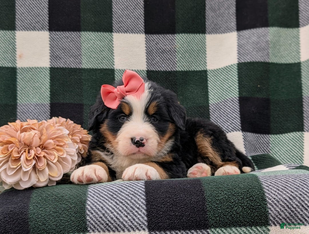 Bernese Mountain Dog dogs for sale: Emilee - Image 8