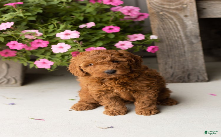 Mini Goldendoodle dogs for sale - Ad 2