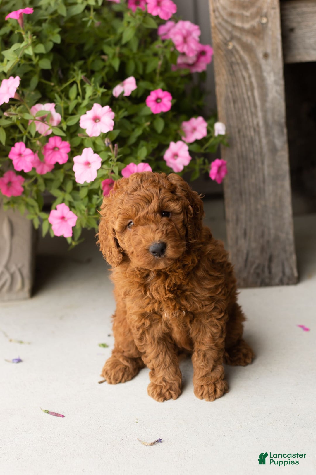 Mini Goldendoodle dogs for sale: Cooper - Image 1