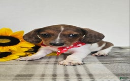 Dachshund dogs for sale: Slinky - Image 1
