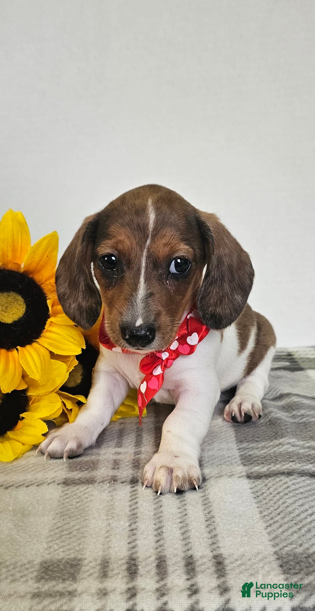 Dachshund dogs for sale: Slinky - Image 1
