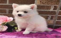 American Eskimo dogs for sale: Gabby - Image 1