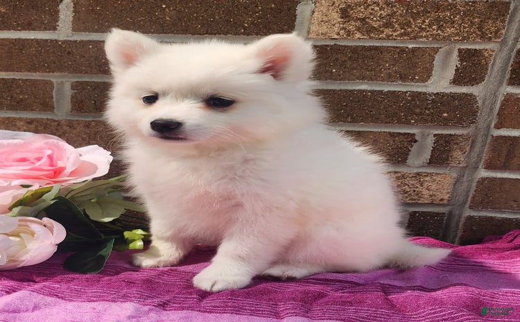 American Eskimo dogs for sale - Ad 4