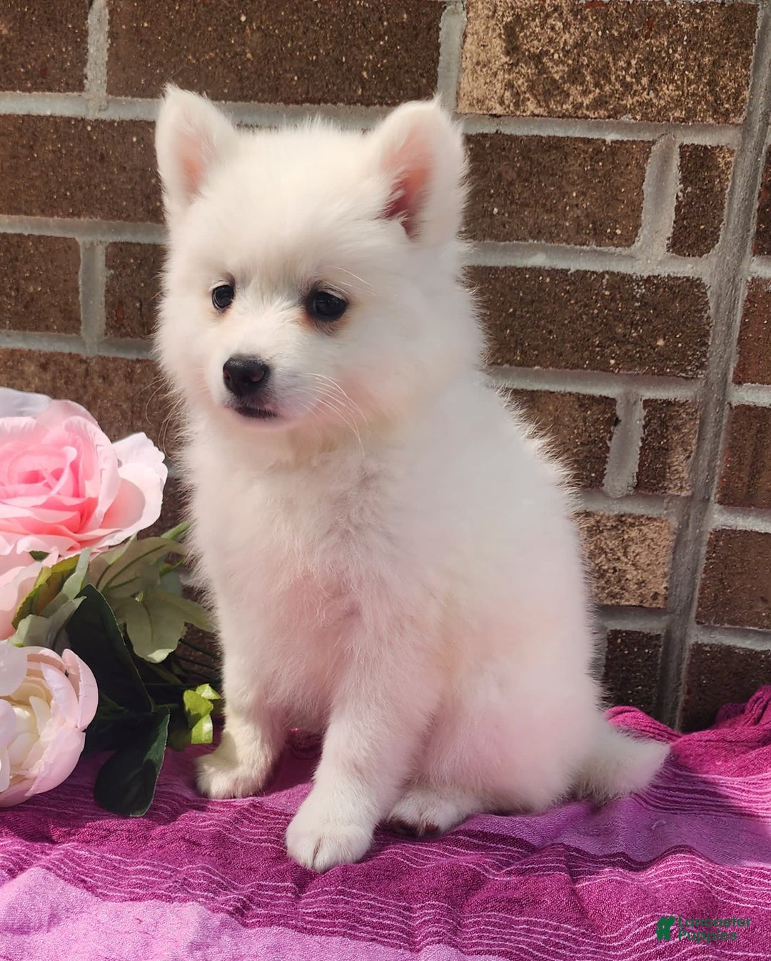 American Eskimo dogs for sale: Gabby - Image 1