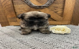 Morkie dogs for sale: Purple - Image 1