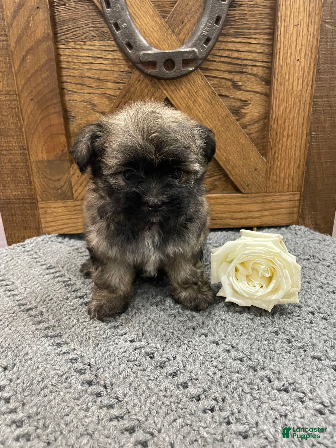 Morkie dogs for sale: Purple - Image 1