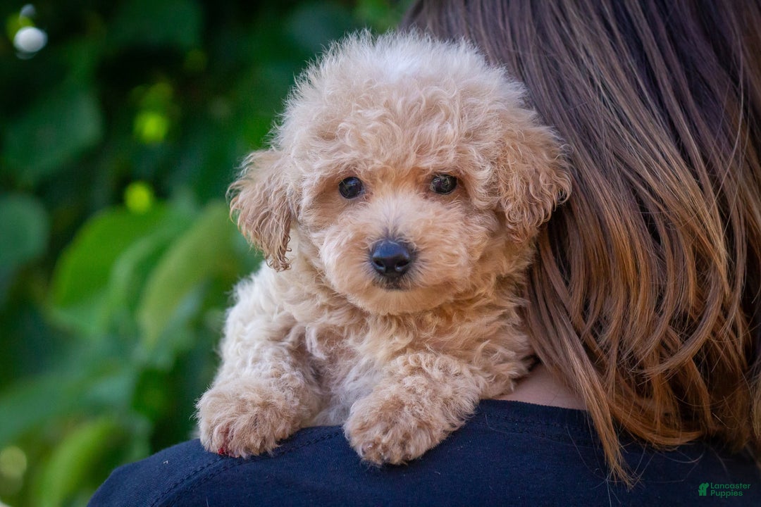 Miniature Poodle dogs for sale: Buddy - Image 2
