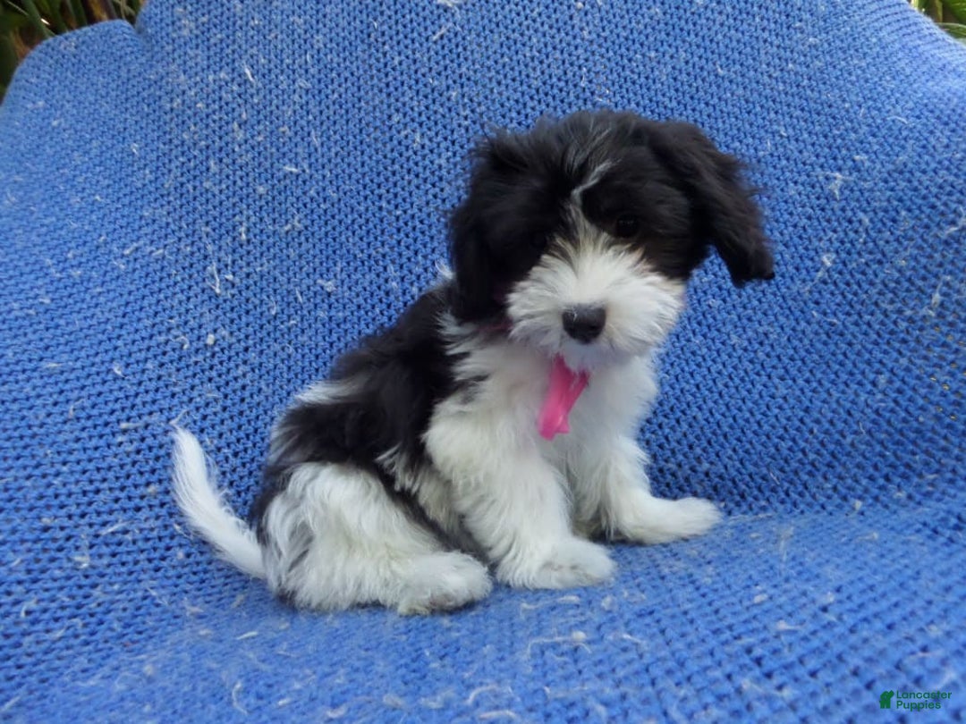 Malshi dogs for sale: Malshi 6 puppies - Image 4
