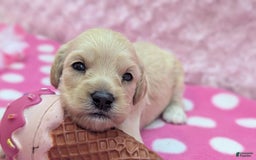 Cockapoo dogs for sale: Magnus - Image 2