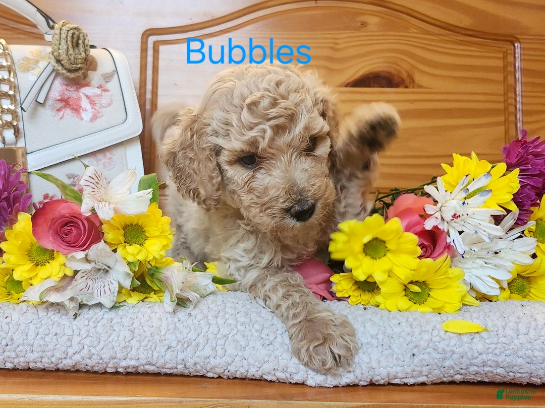 Standard Poodle dogs for sale: Bubbles - Image 4