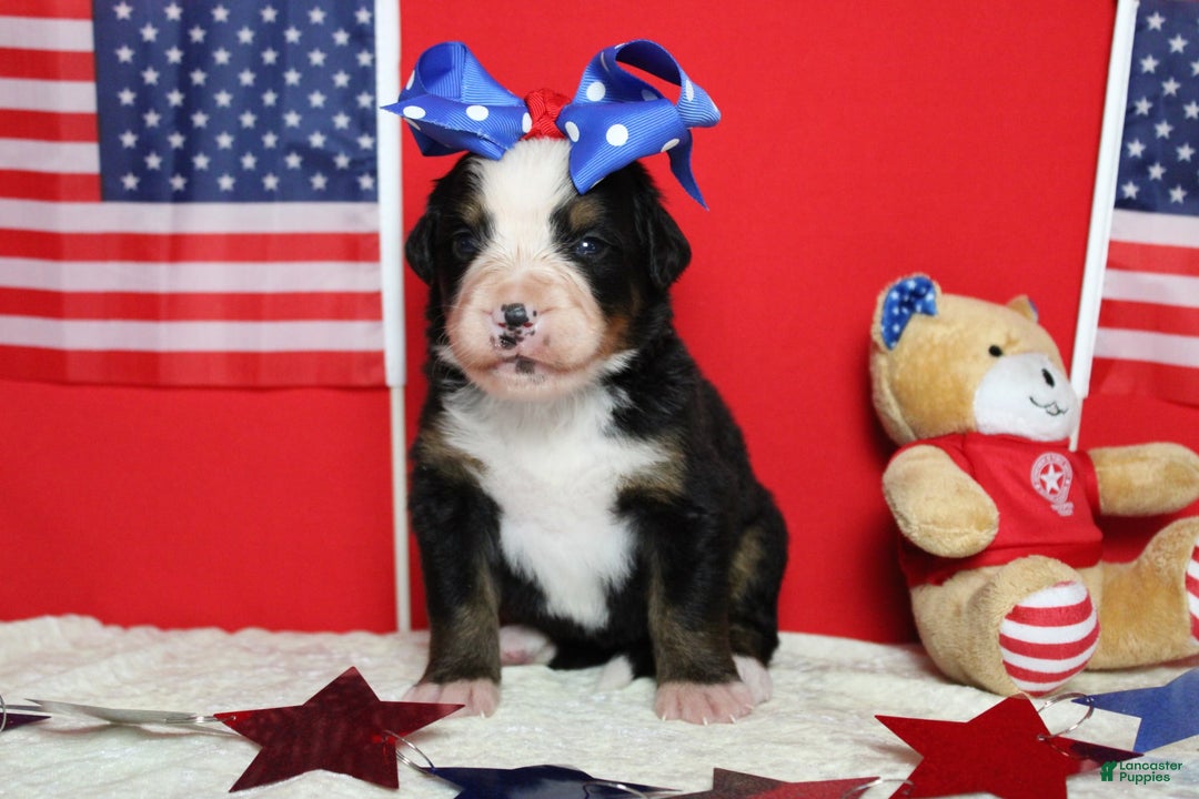 Bernese Mountain Dog dogs for sale: Pebbles - Image 51