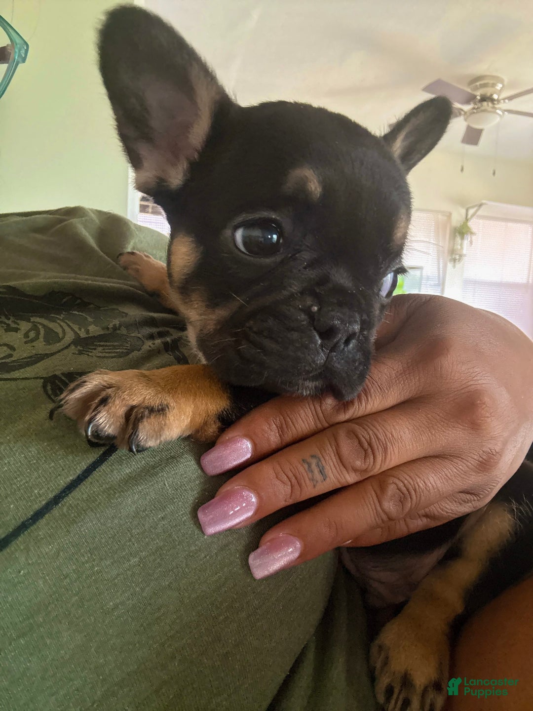 French Bulldog dogs for sale: Louie - Image 1