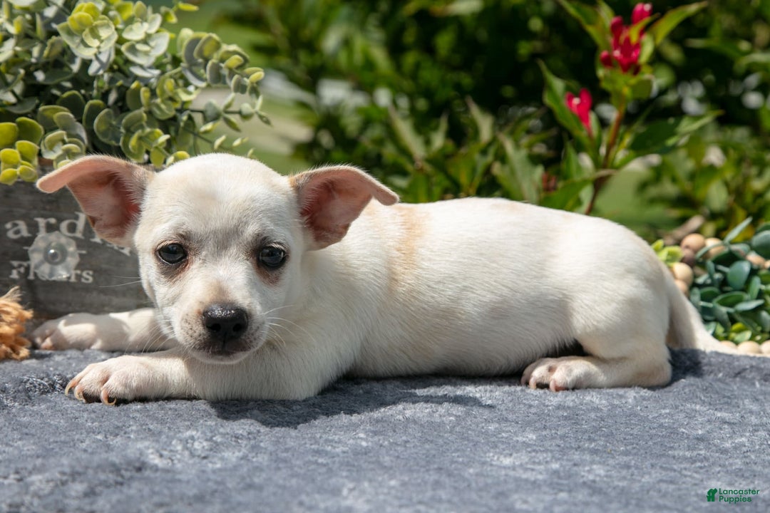Chihuahua dogs for sale: Biscuit - Image 2