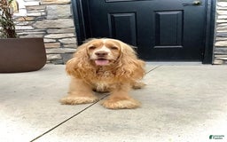 Cockapoo dogs for sale: Enzo - Image 16