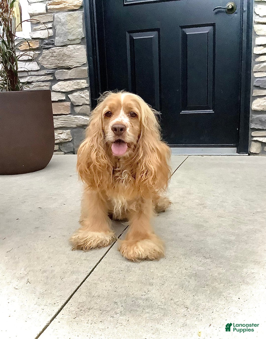 Cockapoo dogs for sale: Enzo - Image 16