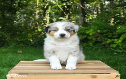 Australian Shepherd dogs for sale: Ava - Image 3